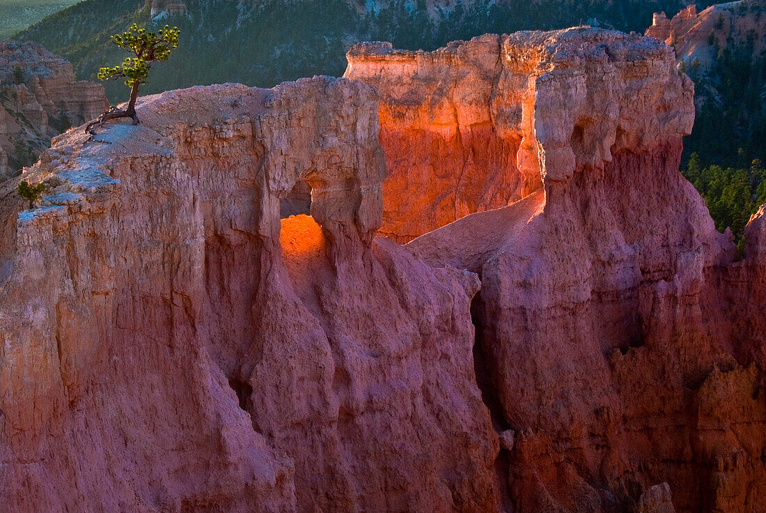 Usa, Utah, Bryce Canyon National Park. First light on the hoodoos at Sunrise Point, Bryce Canyon National Park