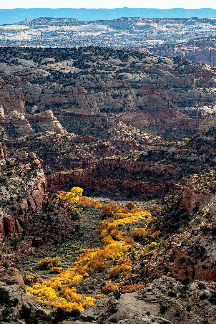 USA, Utah. Autumn cottonwoods and sandstone formations in canyon, Grand Staircase-Escalante National Monument.