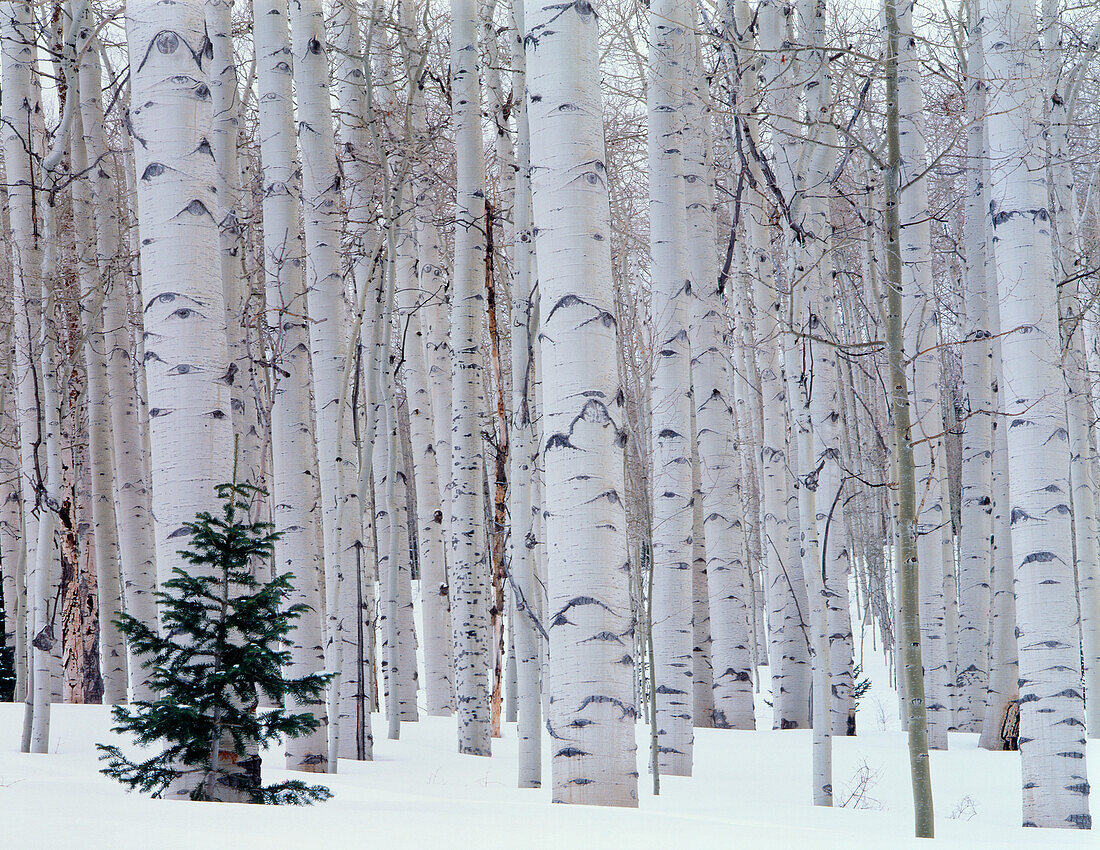 USA, Utah, La Sal Mountains, Manti-LaSal National Forest, Aspen (Populus tremuloides) and Douglas fir (Pesudotsuga menziesii) in winter