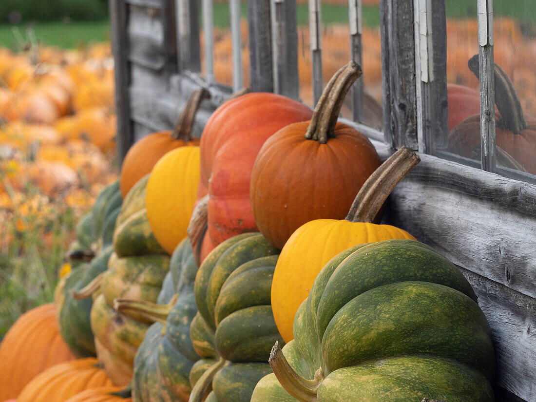 USA, Vermont, Stowe, pumpkins on display at Halloween.