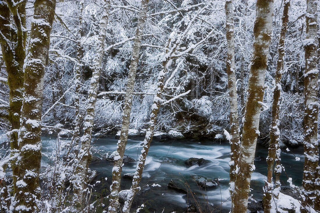 VEREINIGTE STAATEN VON AMERIKA; Washington; Olympic Nationalpark. Winterliche Landschaft des Flusses Hamma Hamma