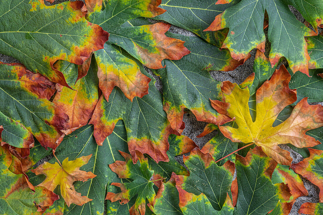 USA, Washington State, Hansville. Bigleaf maple leaves in early fall