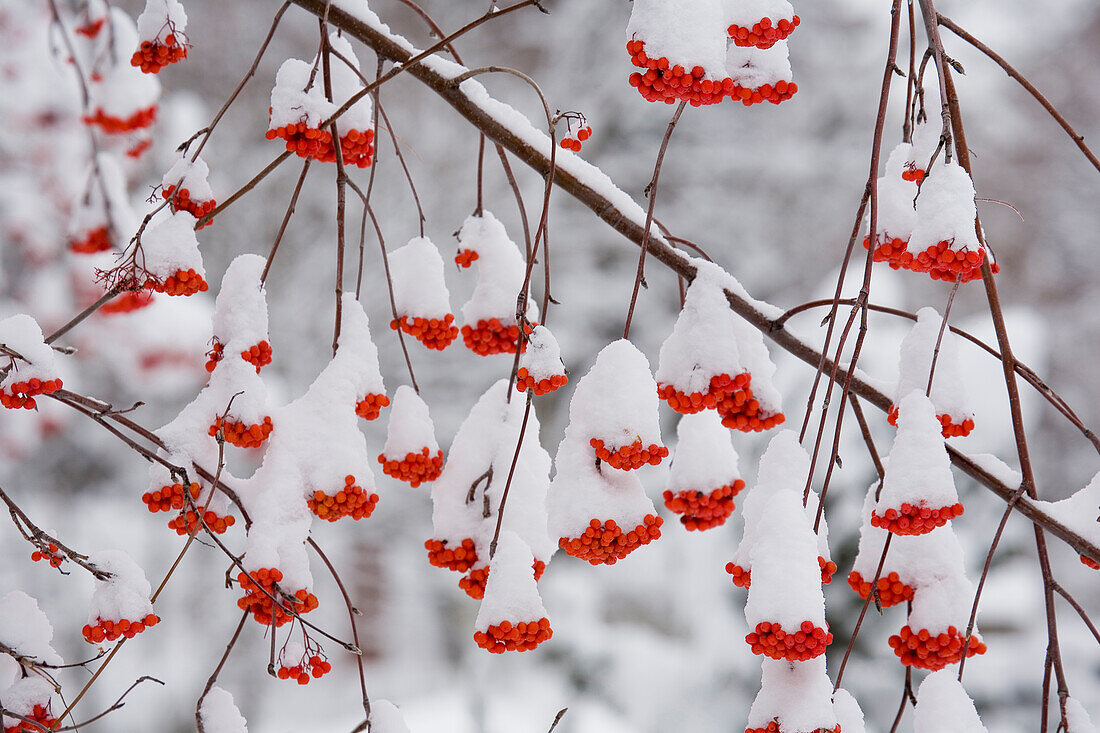 USA, Washington, Spokane County, Western Mountain Ash Beeren