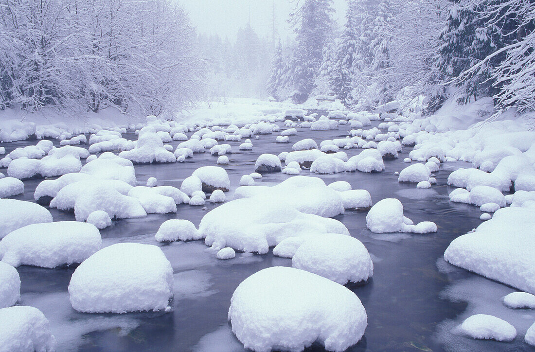 N.A., USA, Washington, Cascade Mountains,  Fresh snow along Denny Creek