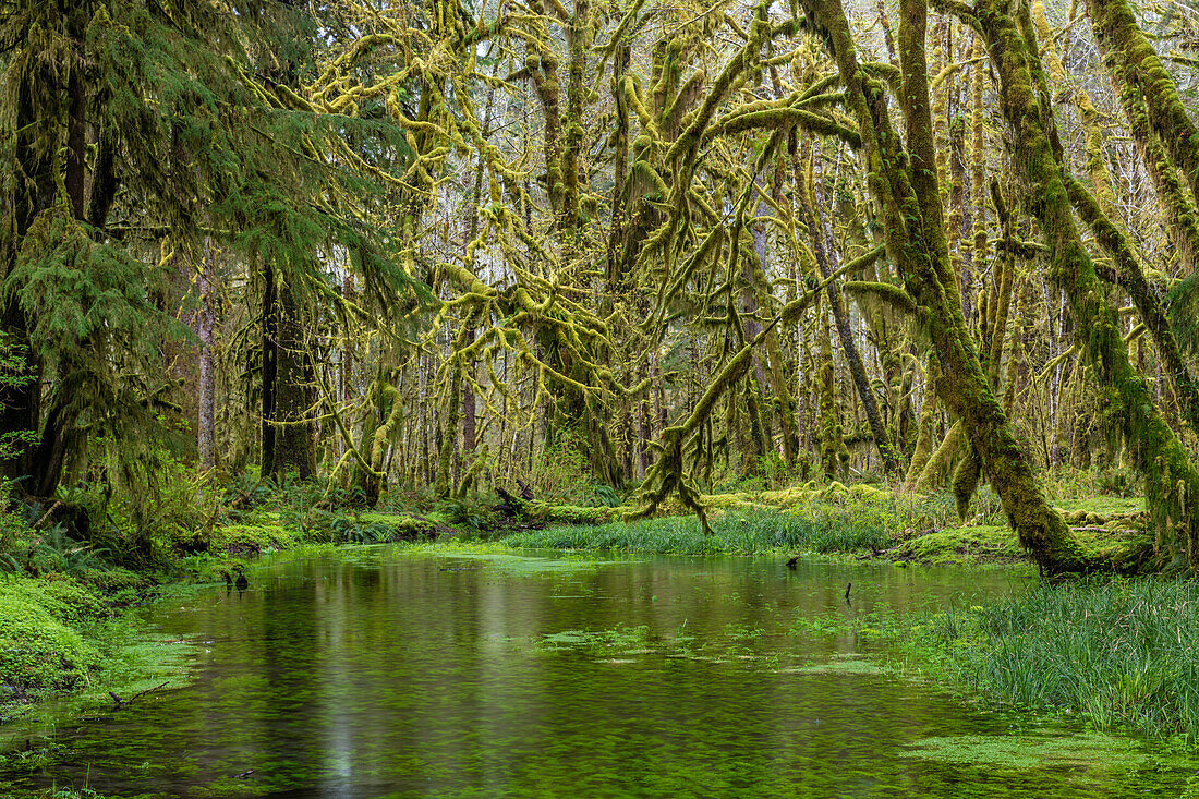 Mossy big tooth maple trees along Kestner Creek in the Quinault Rainforest of Olympic National Park, Washington State, USA