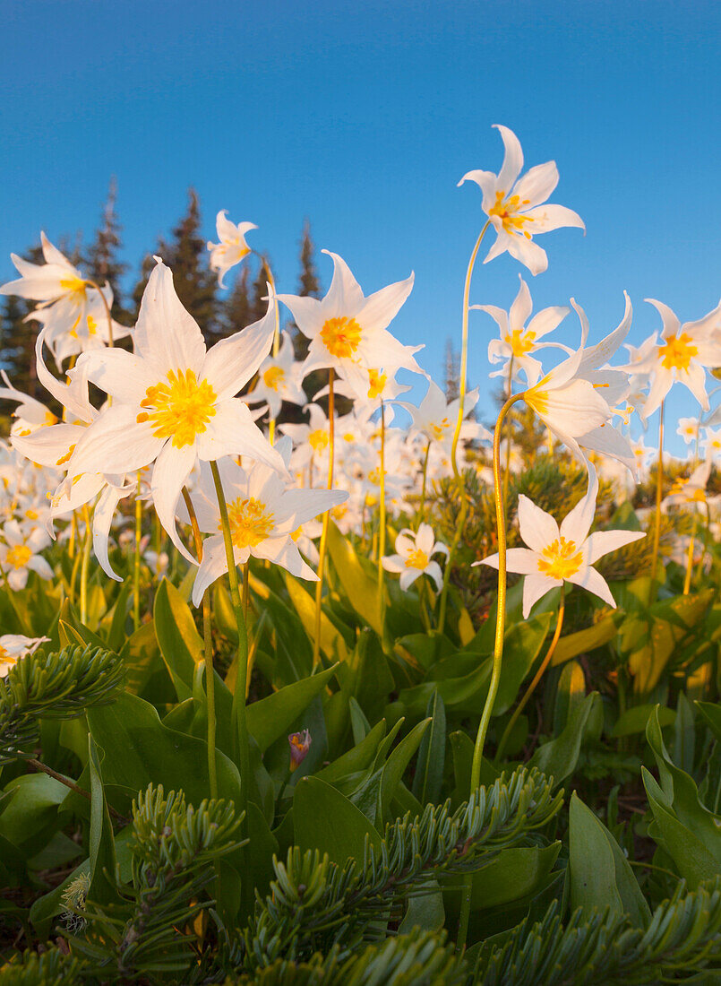 USA, Washington State, Olympic National Park. Avalanche Lilies (Erythronium montanum) reach to the sky at sunset in the Olympic mountains, Olympic National Park.