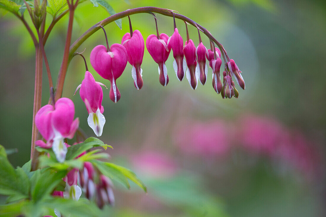 USA, Washington State, Row of Bleeding Heart (Dicentra spectabilis) flowers in a backyard garden.