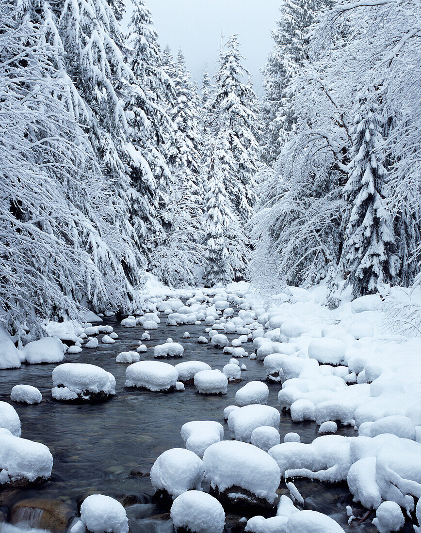 WA, Mount Baker-Snoqualmie National Forest, Cascade Mountains, Denny Creek mit einem Mantel aus Neuschnee