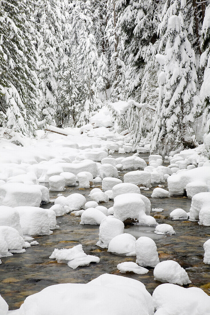 WA, Mount Baker Snoqualmie National Forest, South Fork Snoqualmie River, mit einem Mantel aus Neuschnee
