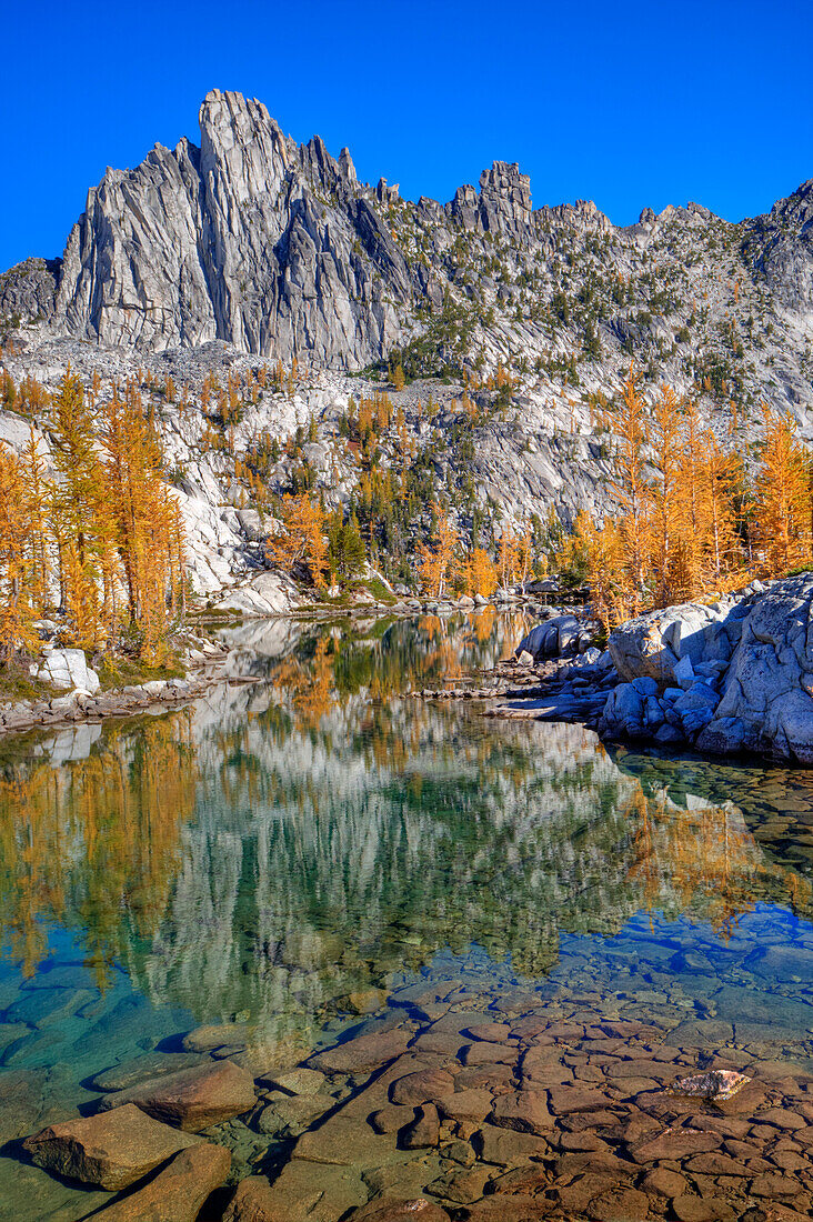 WA, Alpine Lakes Wilderness, Enchantment Lakes, Prusik Peak, der sich im Leprechaun Lake widerspiegelt, mit goldenen Lärchen