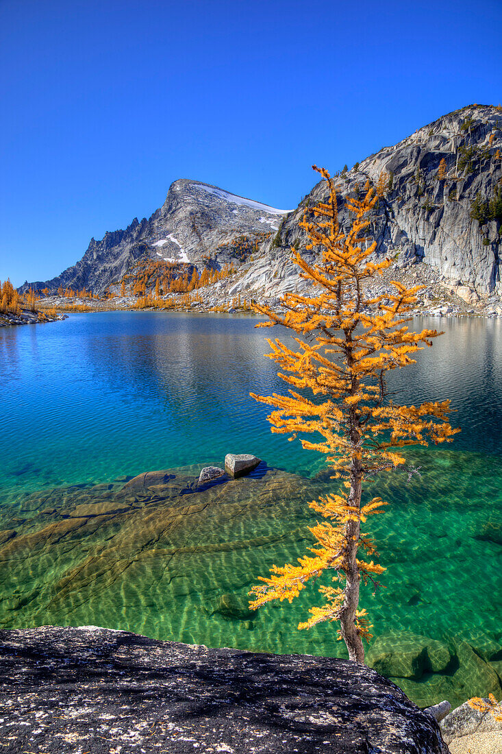 WA, Alpine Lakes Wilderness, Enchantment Lakes, Golden Larch tree, along Perfection Lake, Little Annapurna in background