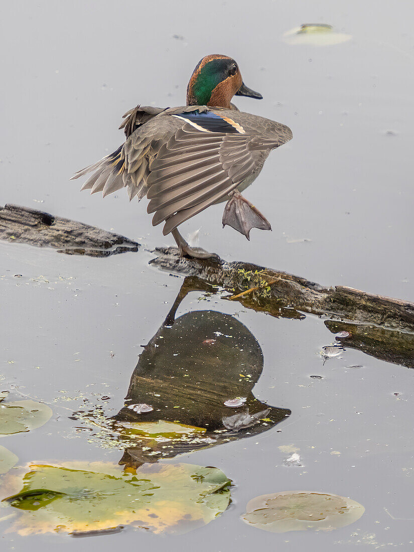 WA, Juanita Bay Wetland, Green-winged Teal (Anas crecca), male