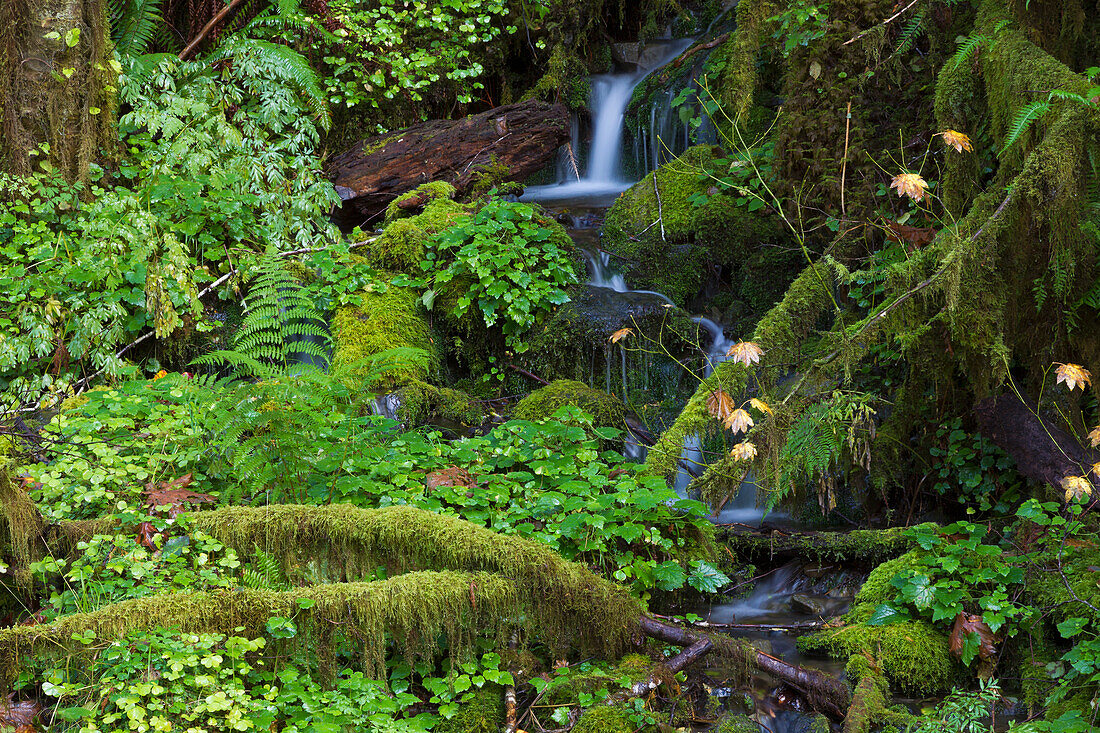 Autumn rainforest