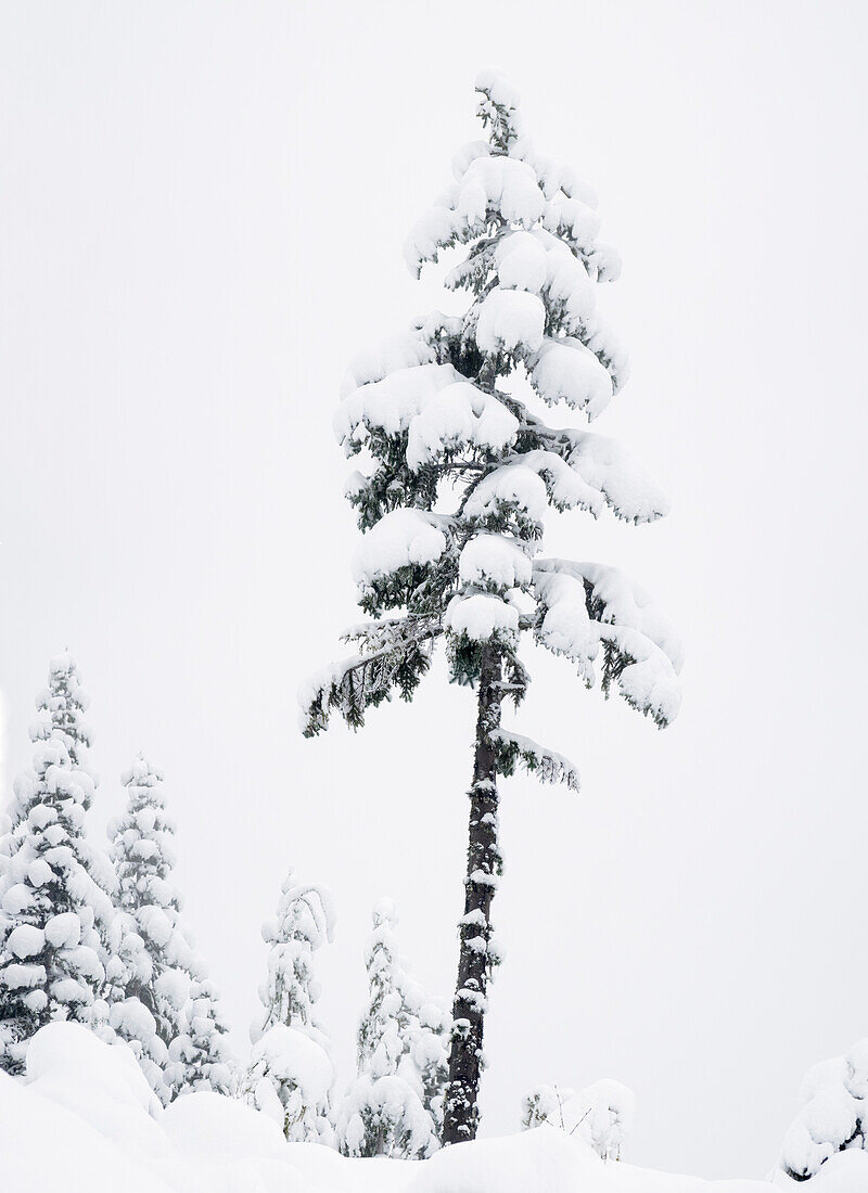 WA, zentrale Kaskaden. Mount Washington, schneebedeckte Tannen