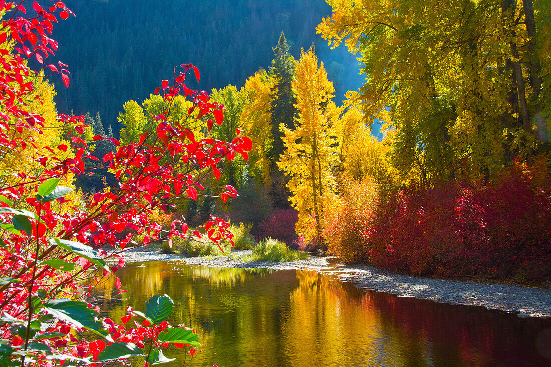 Herbstlaub, Nason Creek Area, Wenatchee National Forest, Washington State, USA