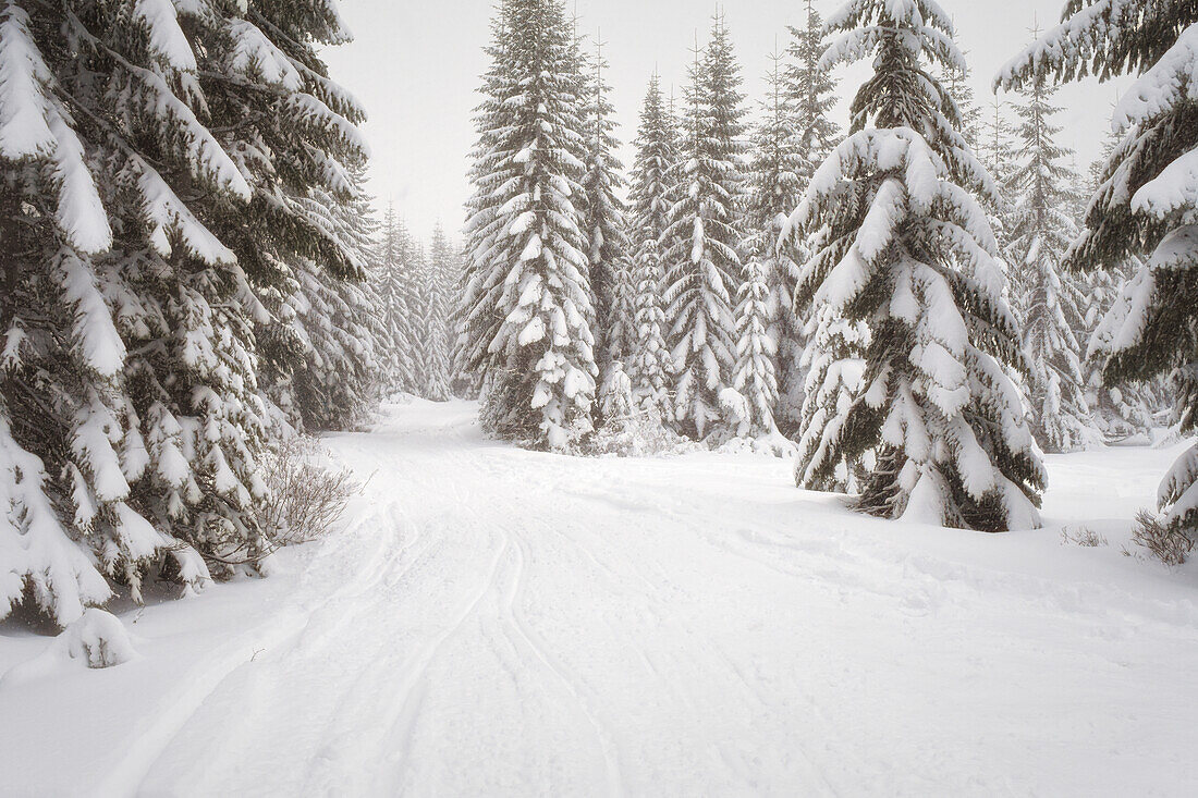 USA, Washington State, Crystal Mountain area. Winter snow.