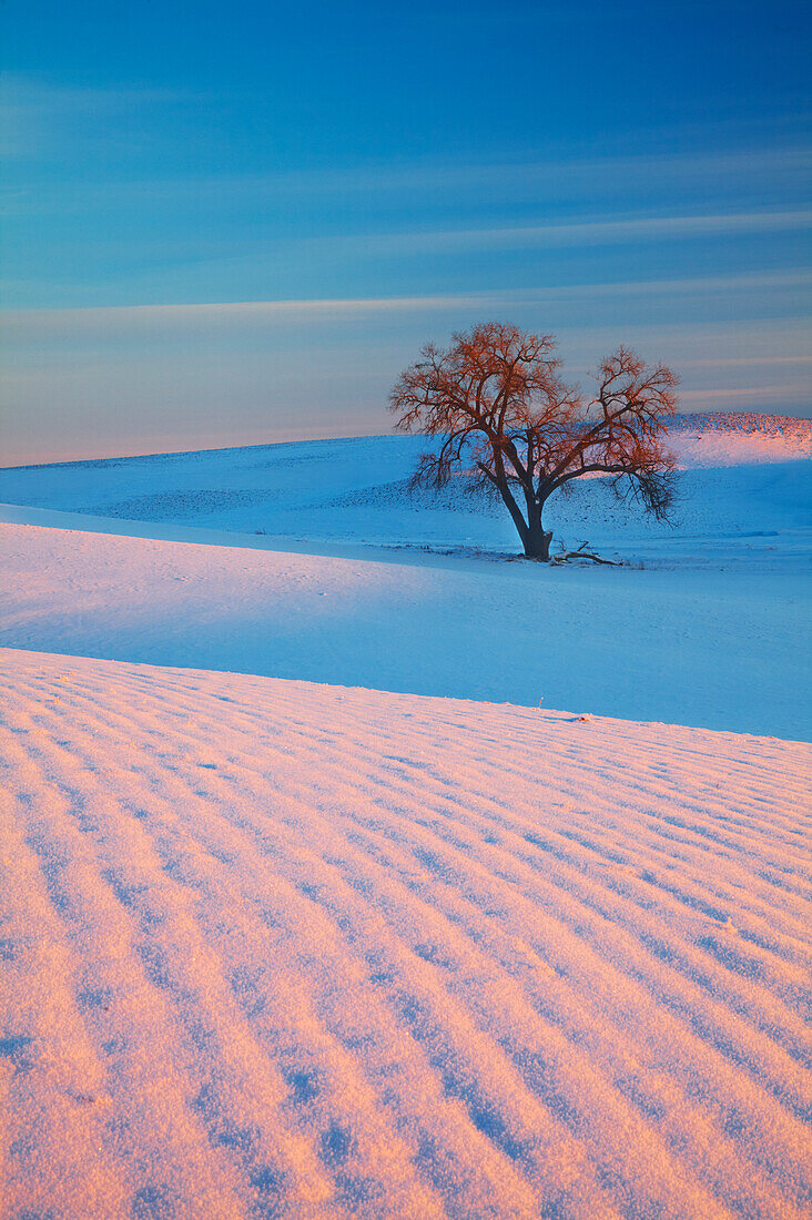 USA, Washington State, Sunset Bathed Lone Tree in Snow covered Winter Field