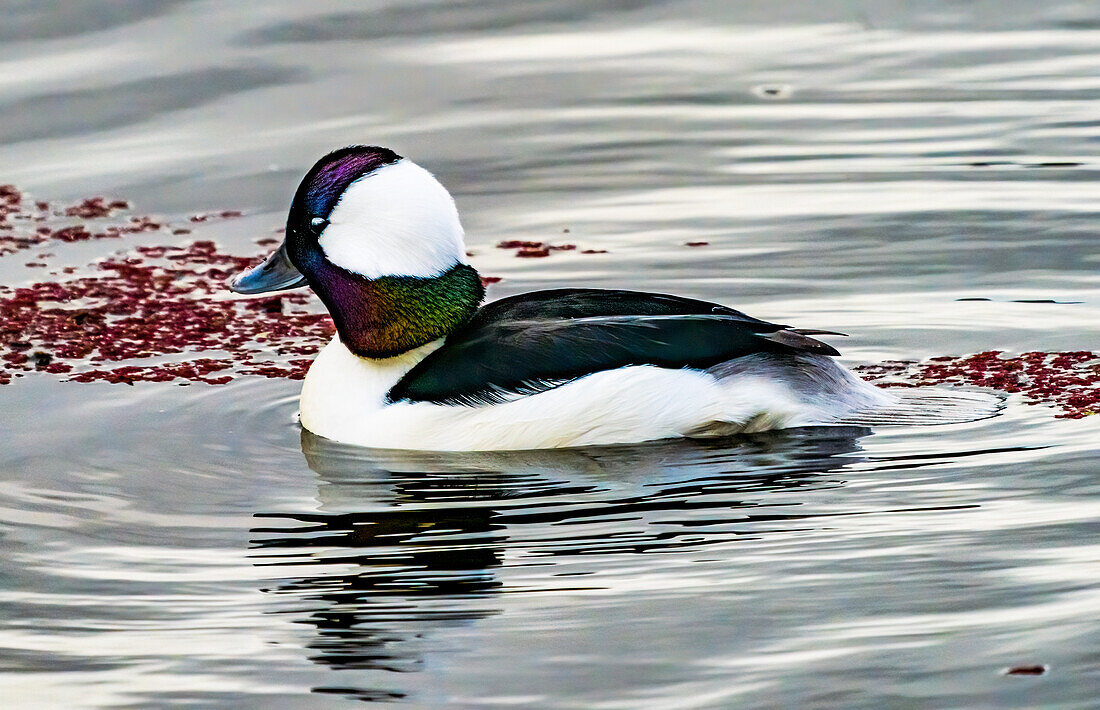 Male Bufflehead Duck, Kirkland, Washington State. Native to North America