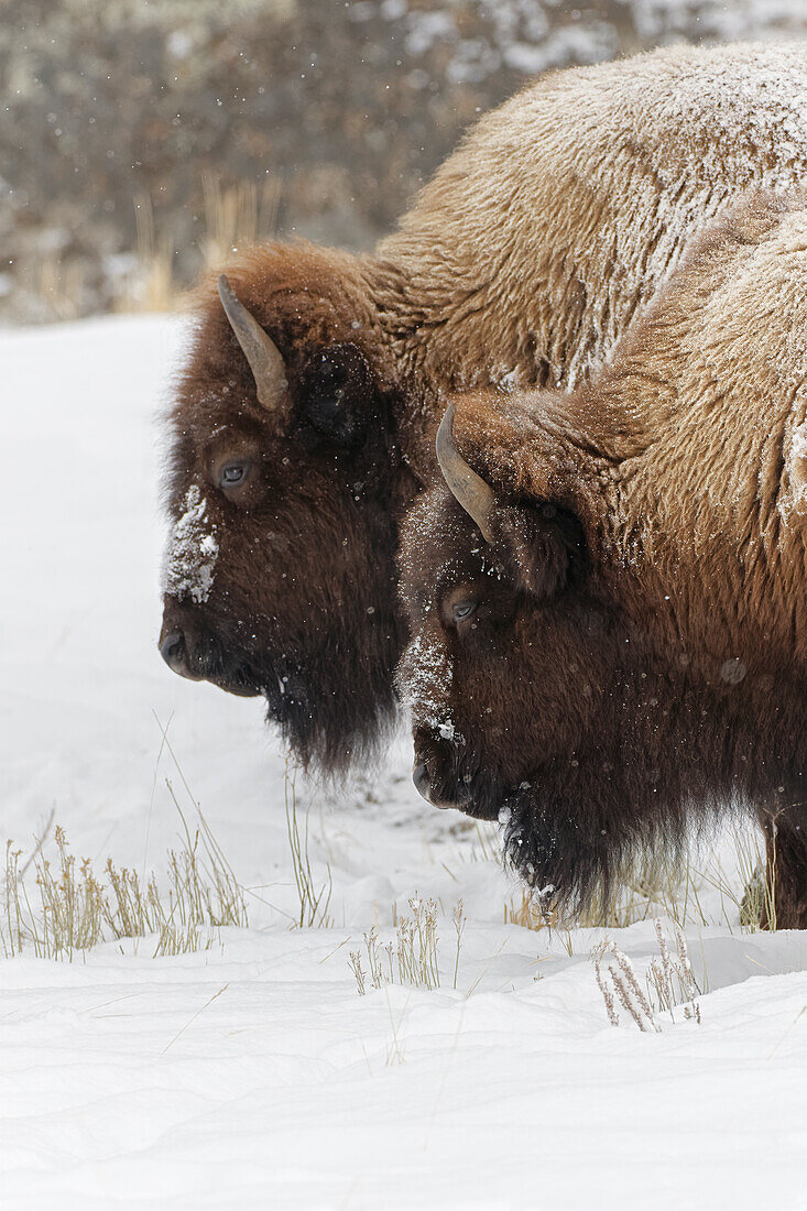 Bison im Winter, Lamar Valley, Yellowstone-Nationalpark, Wyoming.