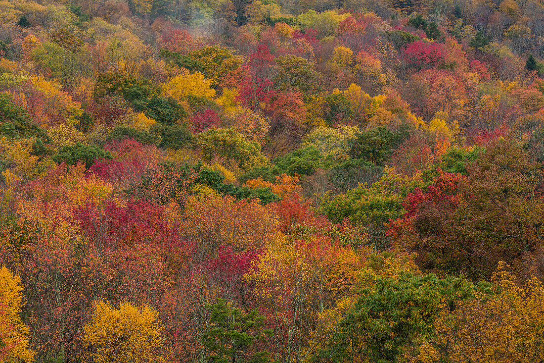 Autumn color in hardwood forest in Randolph County, West Virginia, USA