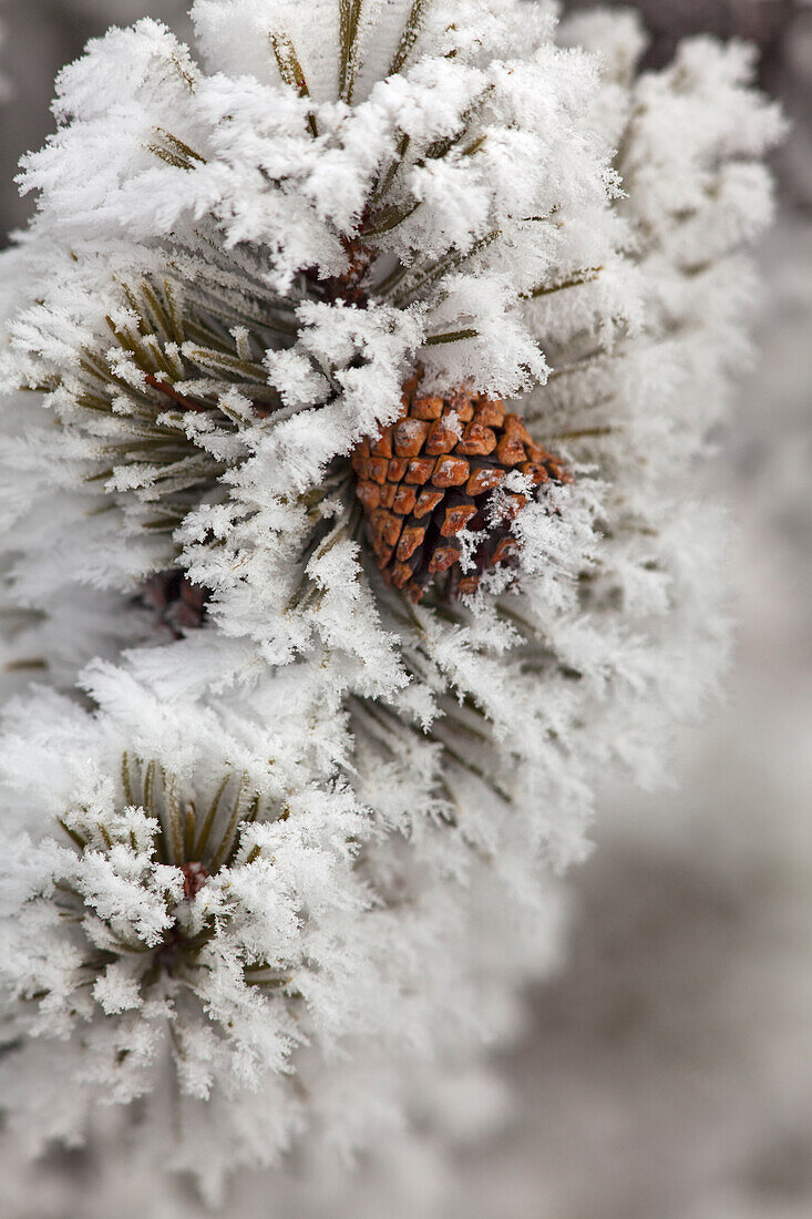 Lodgepole Pine cone in winter in Yellowstone National Park