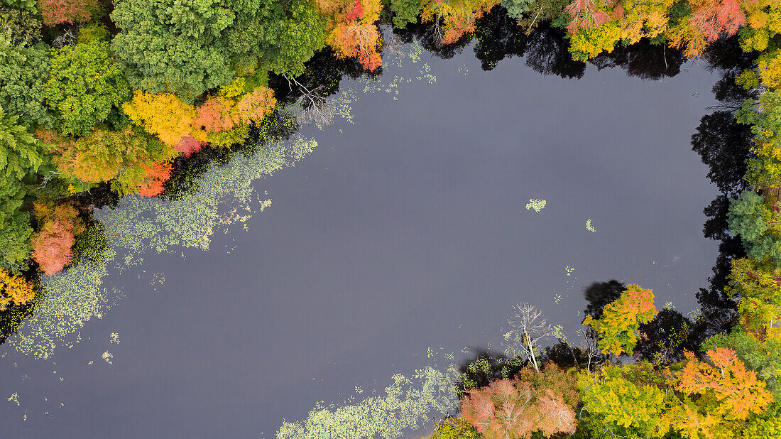 USA, Massachusetts, Acton. Teich mit Herbstlaub (Luftbild).