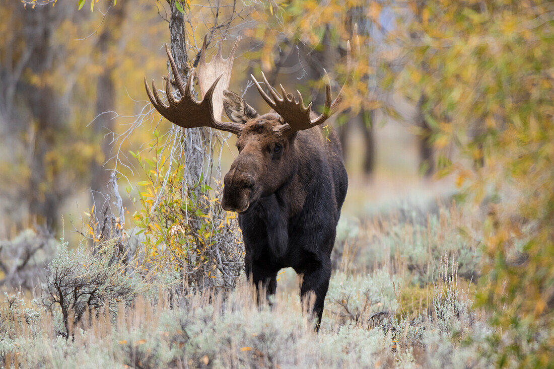 Moose (Alces alces) bull in fall, Grand Teton National Park, Wyoming