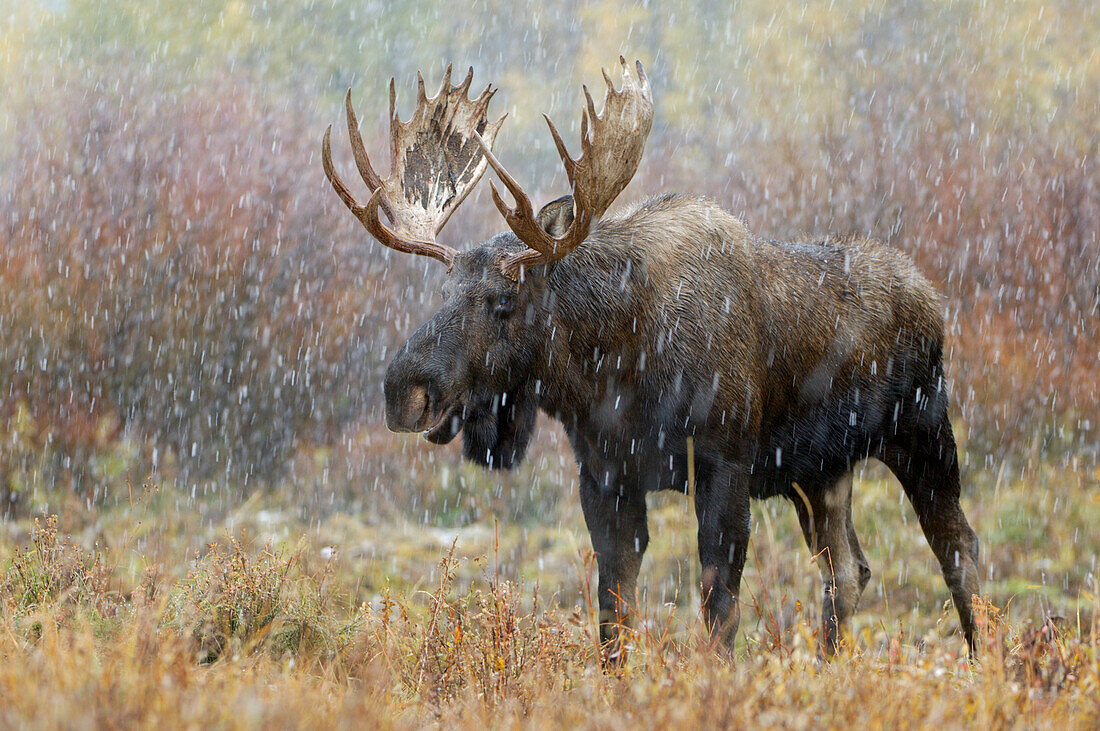 Bull moose in snowstorm with aspen trees in background, Grand Teton NP,Wyoming