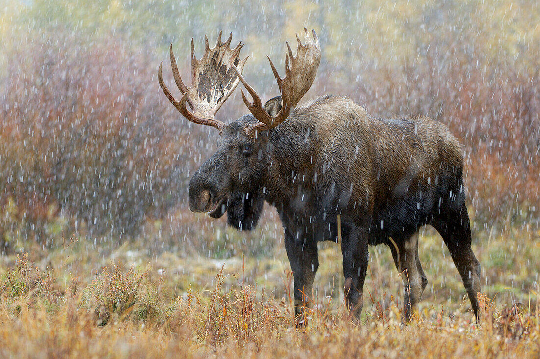 Elchbulle im Schneesturm mit Espenbäumen im Hintergrund, Grand Teton NP, Wyoming