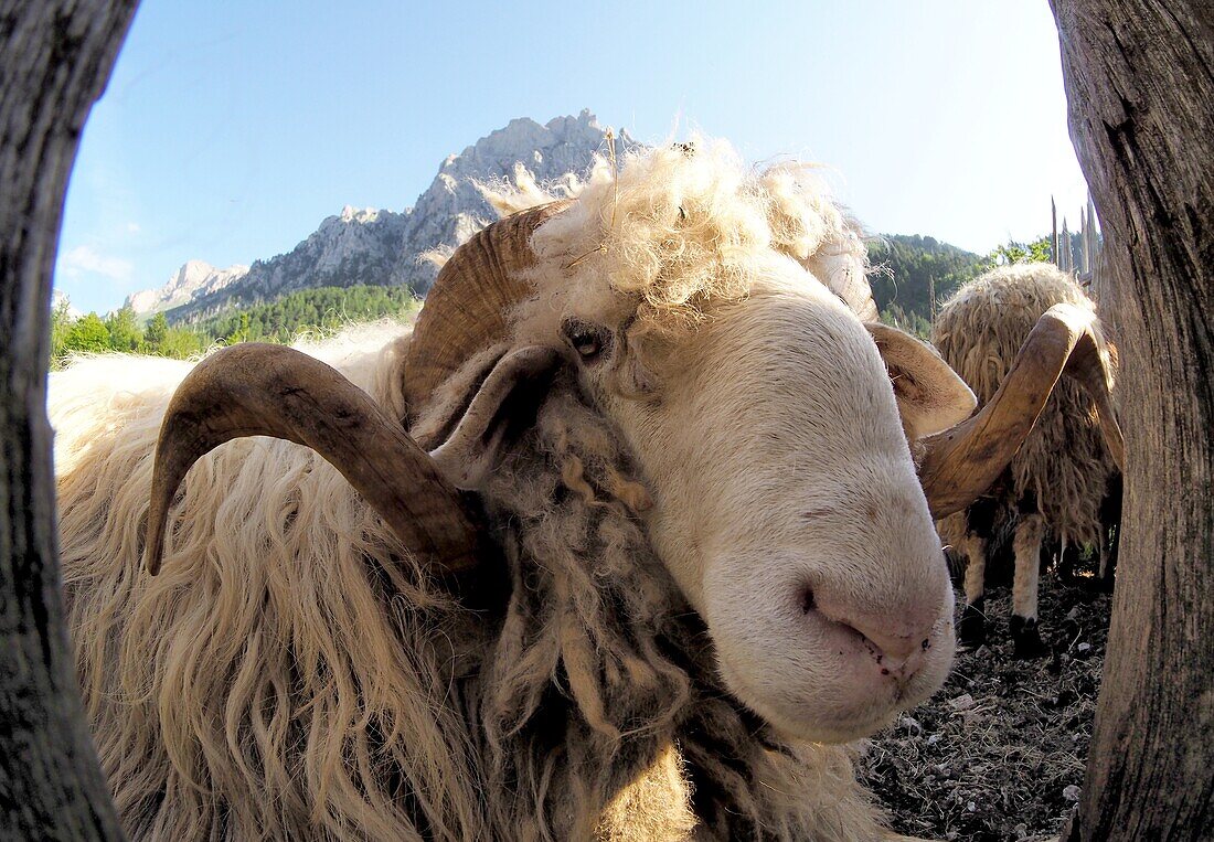 Schafe im Valbone Nationalpark, Nord-Albanien