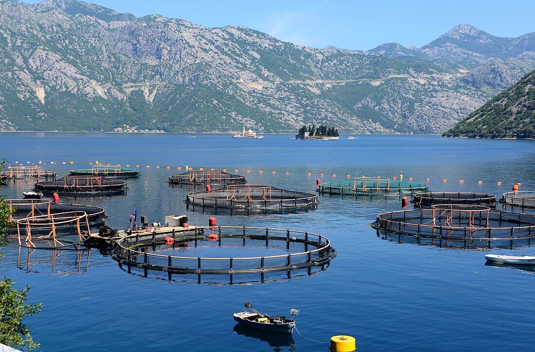Mussel beds at Prcanj, inner Bay of Kotor, Montenegro