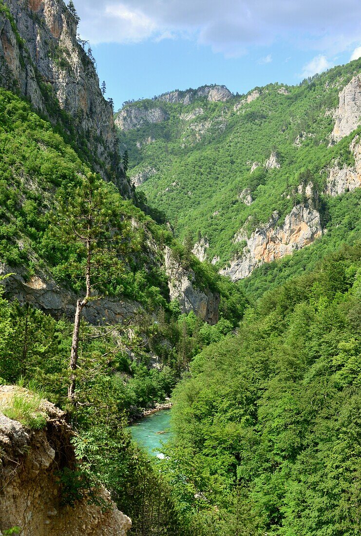 Tara Gorge, Montenegro