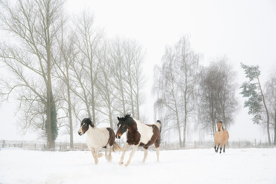Pferde, die auf einer verschneiten Winterweide mit Bäumen laufen