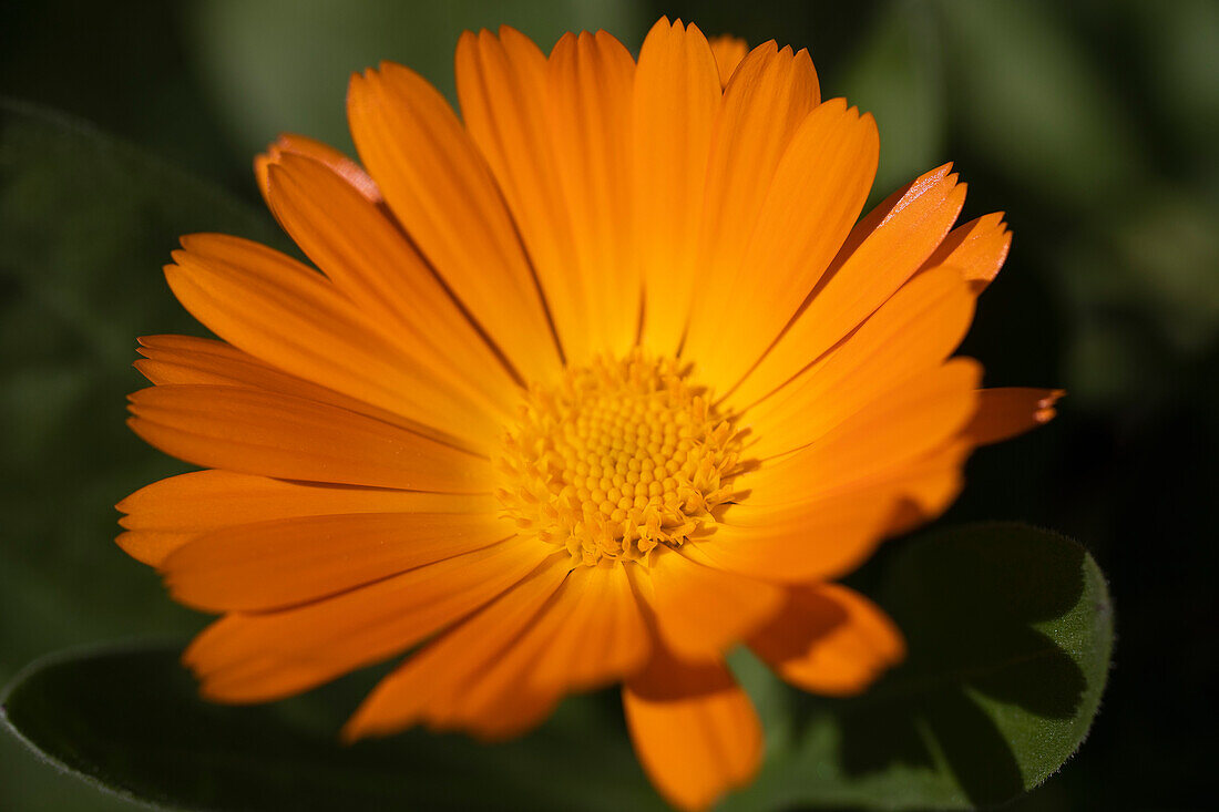 Close up vibrant orange daisy blooming