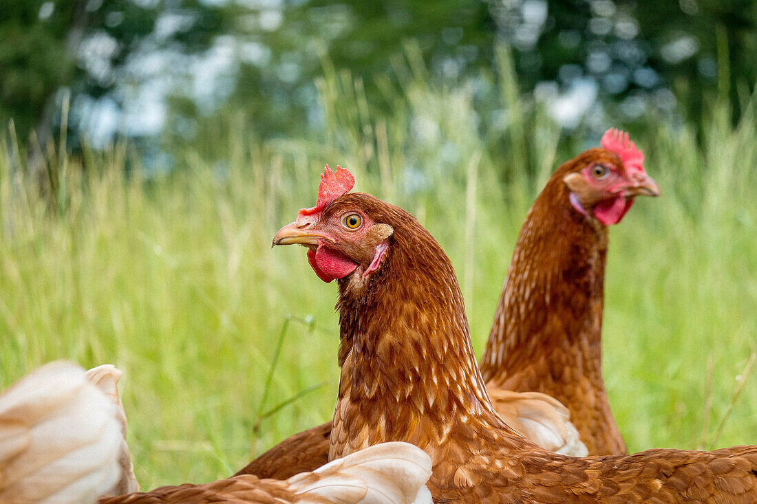 Braune Hühner im Gras auf Bio-Bauernhof