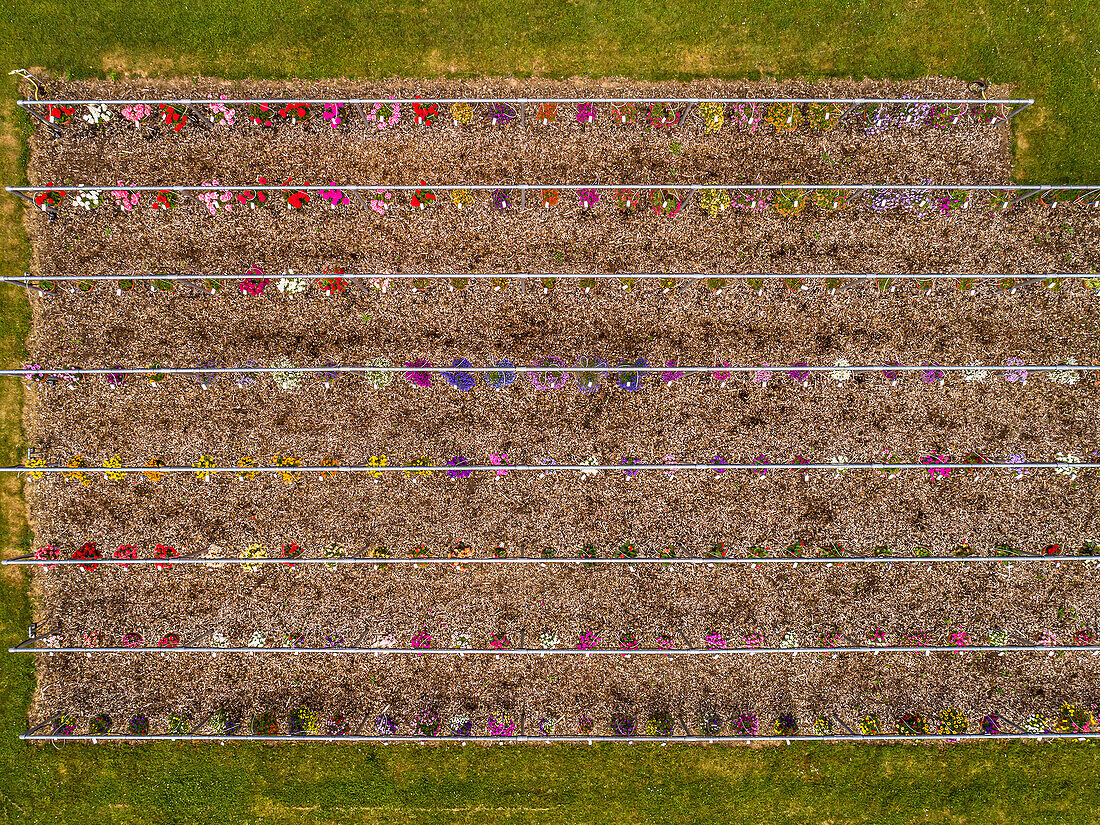 Blumen wachsen in Reihen auf dem Bauernhof, Baden-Württemberg, Deutschland, Luftaufnahme