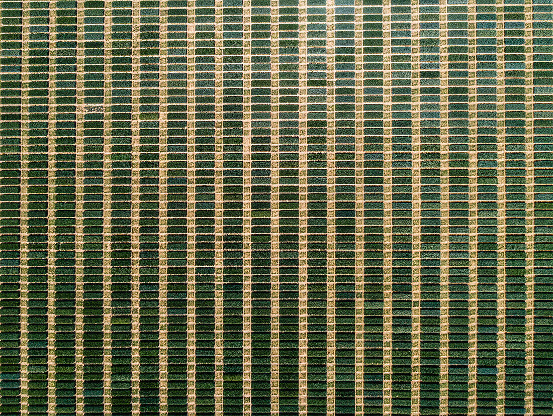 Üppige grüne Rechtecke, die ein großes Erntemuster bilden, Baden-Württemberg, Deutschland, Luftaufnahme