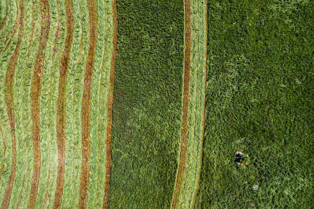 Geerntetes grünes Heufeld in sonniger Landschaft, Auvergne, Frankreich, Luftaufnahme