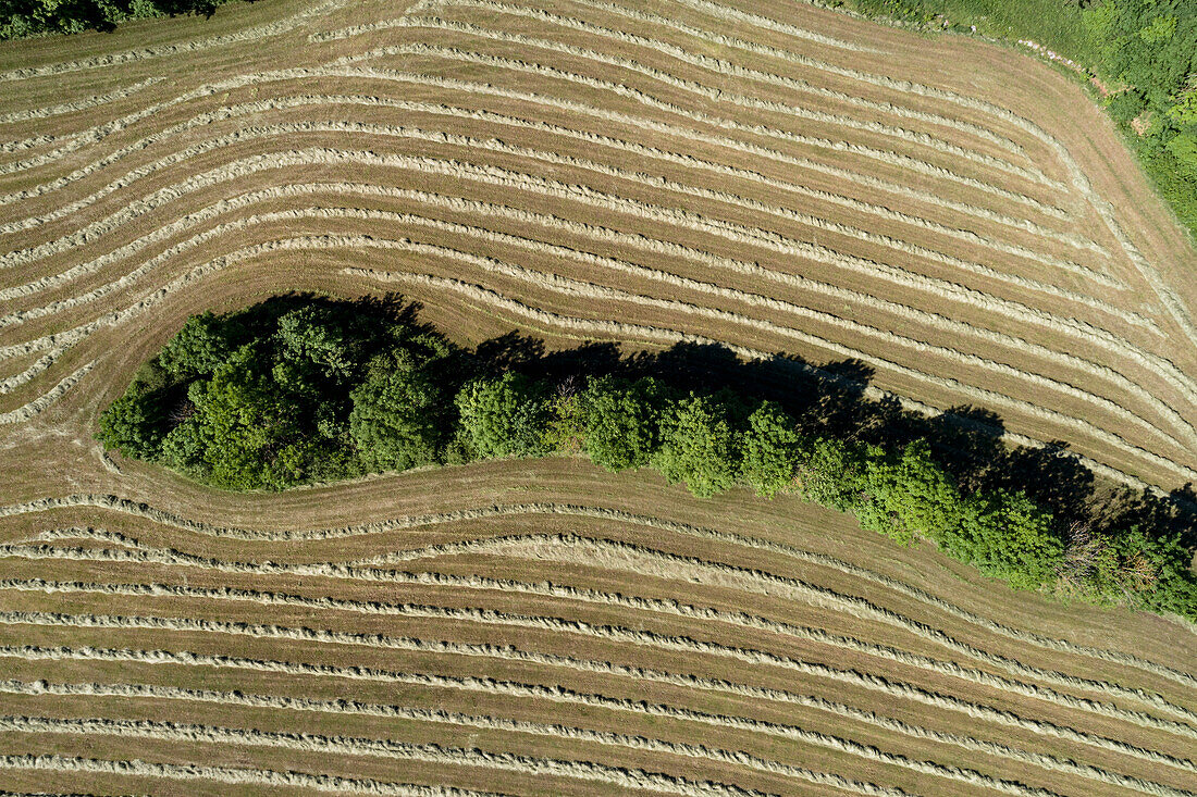 Aerial view row of trees dividing sunny hay crop, Baden-Wuerttemberg, Germany