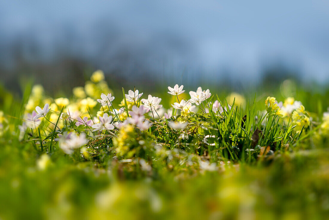 Wood anemone on a sunny forest meadow, Bavaria, Germany