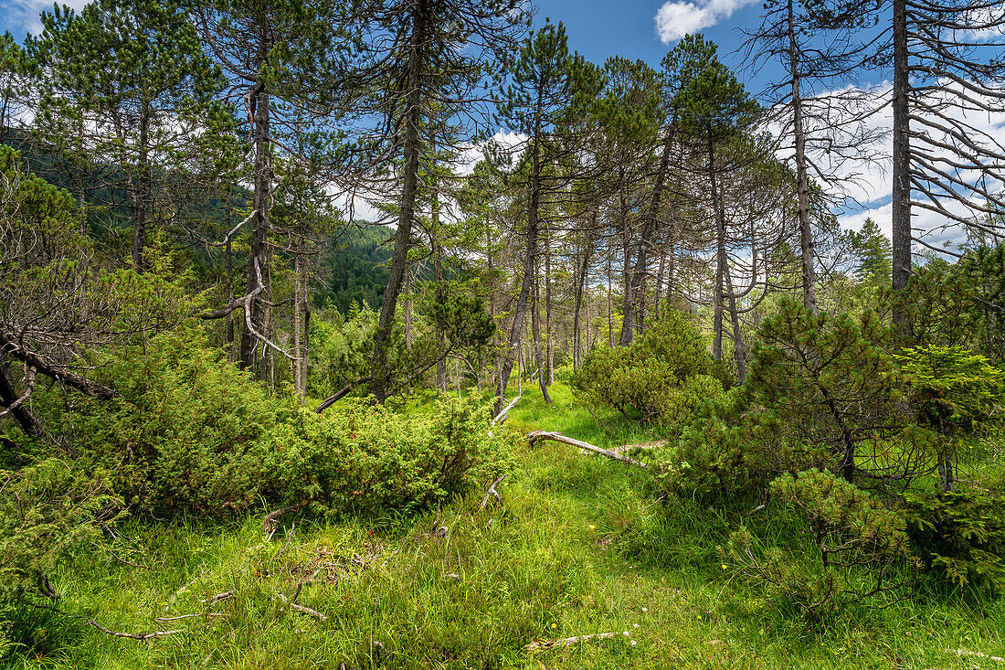 Sommer im Auwald des malerischen Isartals zwischen Wallgau und Vorderriß, Bayern, Deutschland