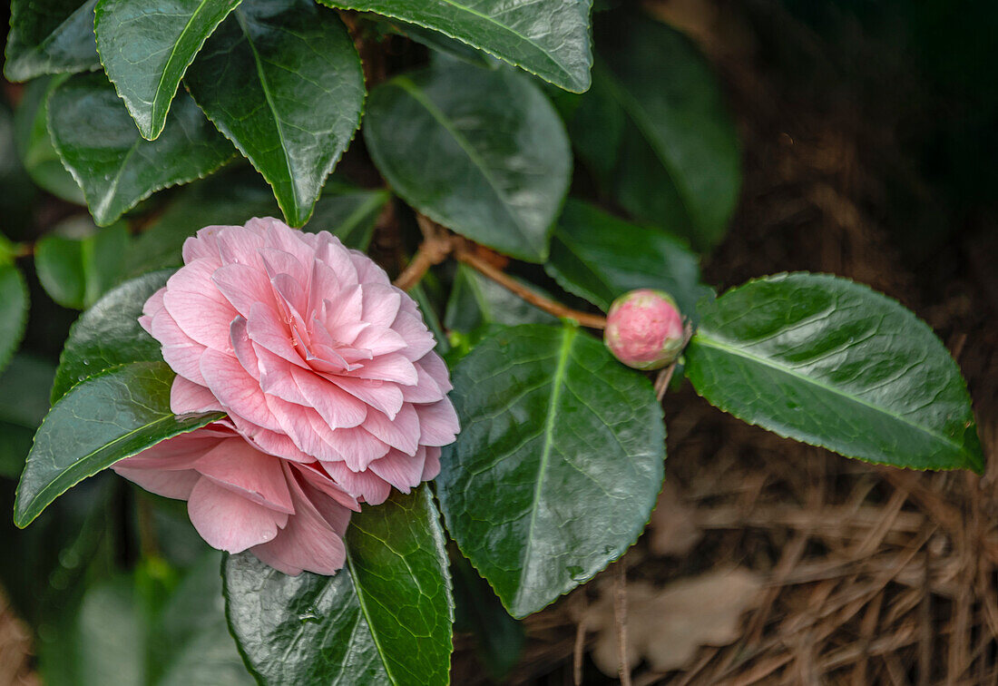 Rosafarbene Blüte einer Camellia Japonica Comtesse Nesselrock Blume, Sachsen, Deutschland