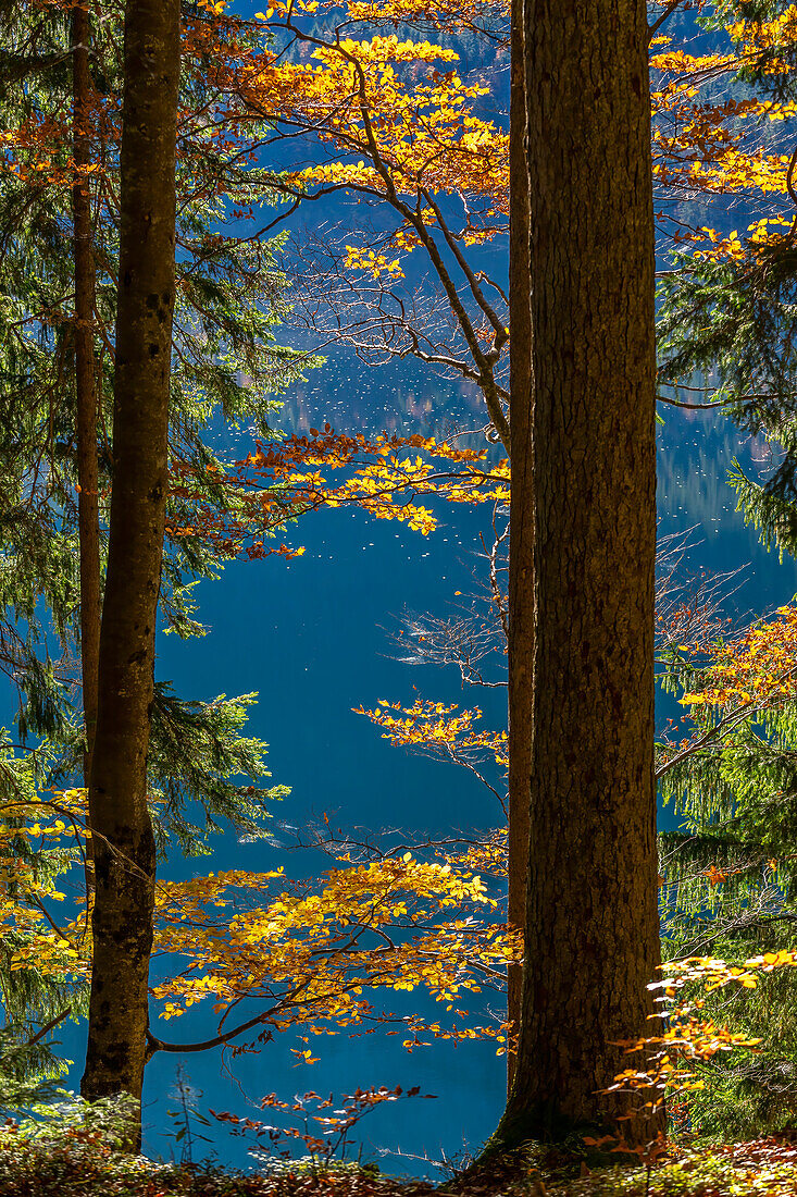 Farbenfrohe Herbststimmung am Eibsee, Grainau, Oberbayern, Bayern, Deutschland