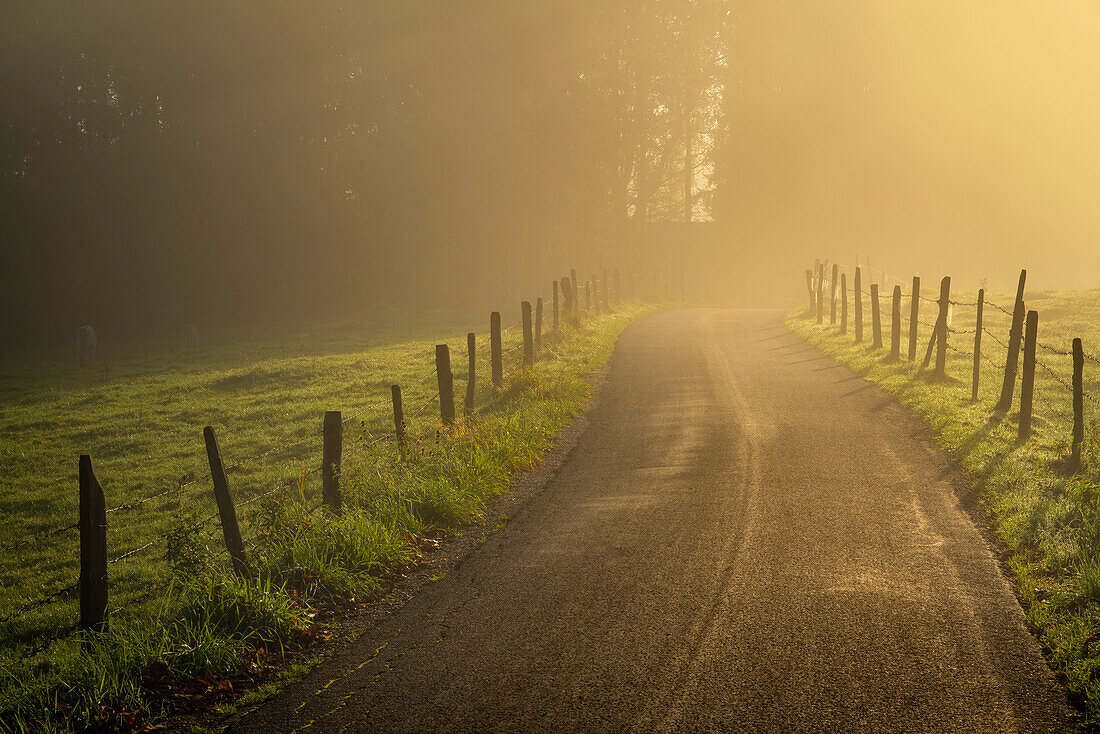 Foggy early autumn morning at the edge of the large Ostersee, Bavaria, Germany, Europe