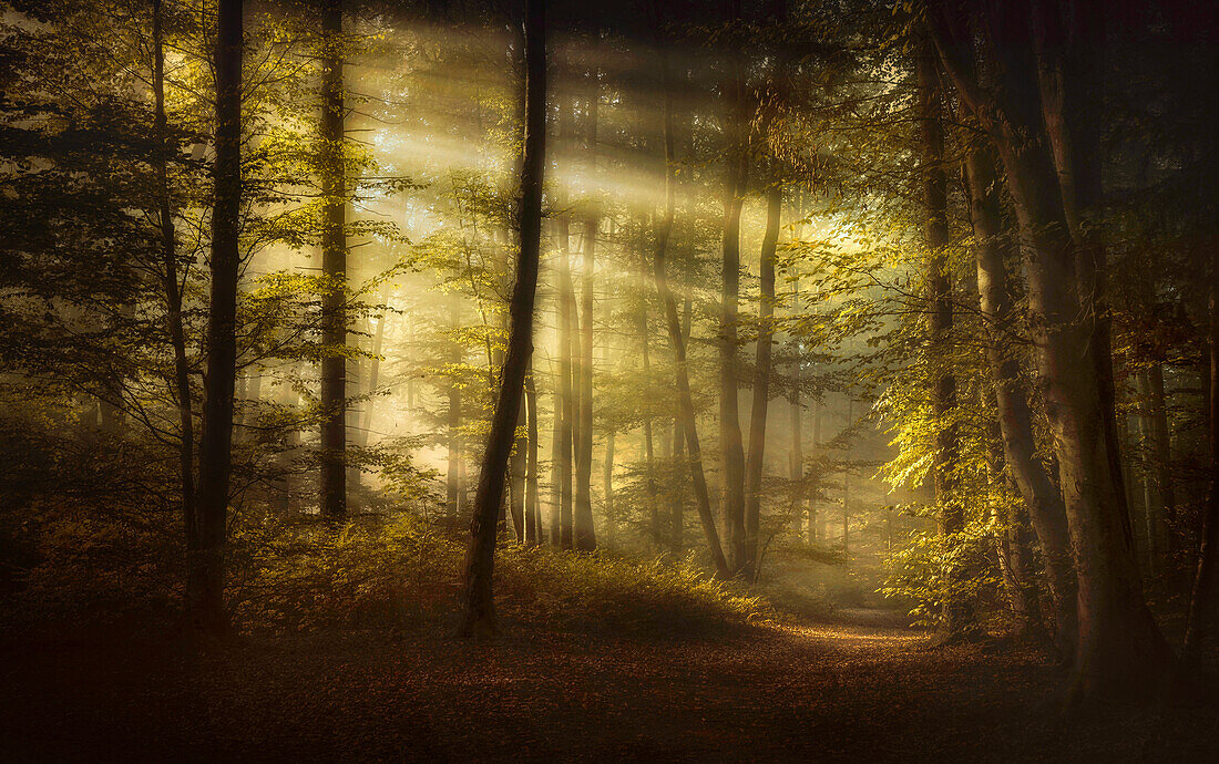 Morning mood in the beech forest in autumn south of Munich, Bavaria, Germany, Europe