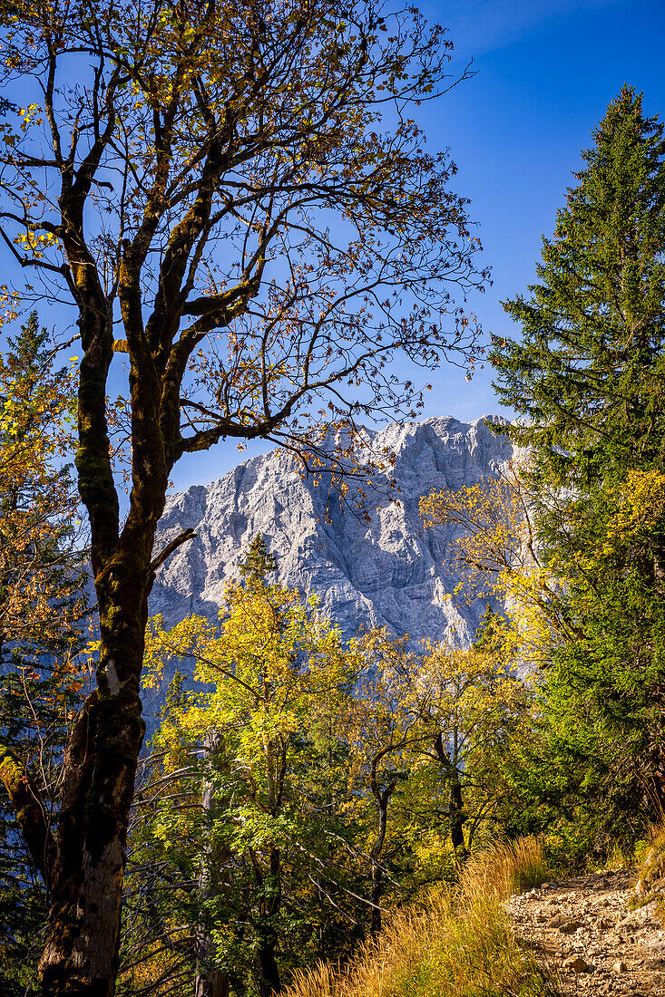 Golden autumn in the Karwendel, Hinterriss, Karwendel, Tyrol, Austria, Europe