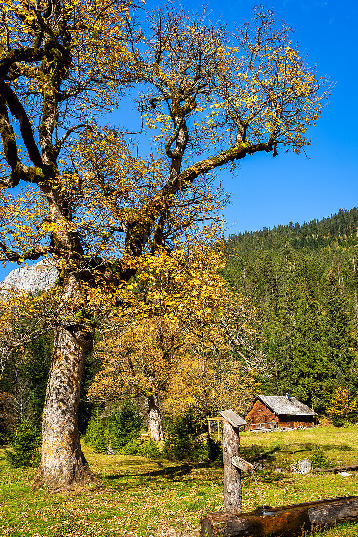 Bergahorn im goldenen Herbstkleid im Karwendel, Hinterriß, Kleiner Ahrnboden, Karwendel, Tirol, Österreich