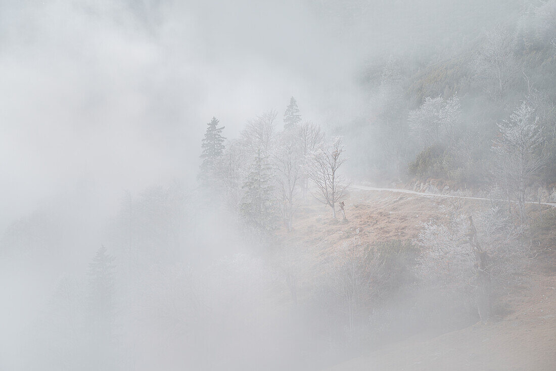 Bergwald im dichten Morgennebel, Bayerische Alpen, Bayern, Deutschland