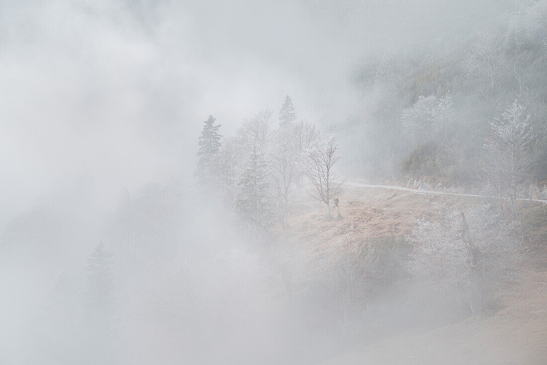 Mountain forest in dense morning fog, Bavarian Alps, Bavaria, Germany