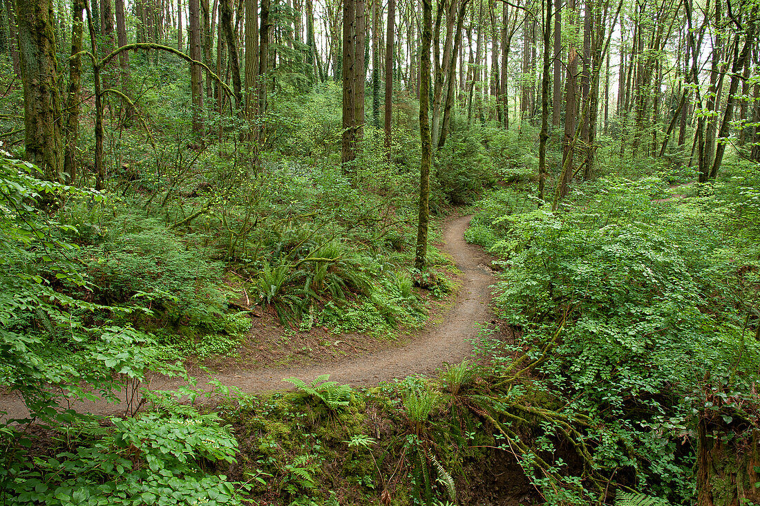 Forest Trail